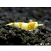 画像2: ＜国産ブリード個体！！＞CGS　Crystal Gold Shrimp　♂個体１匹 (2)
