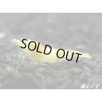 ＜国産ブリード個体！！＞CGS　Crystal Gold Shrimp　♂個体１匹