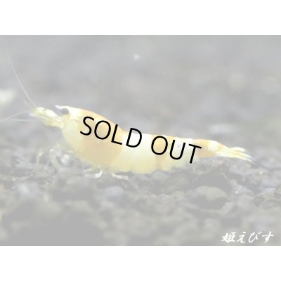 画像1: ＜国産ブリード個体！！＞CGS　Crystal Gold Shrimp　♂個体１匹