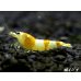 画像1: ＜国産ブリード個体！！＞CGS　Crystal Gold Shrimp　♂個体１匹 (1)