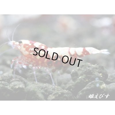 画像4: Red Galaxy Zebra（レッドギャラクシーゼブラ）　抱卵２個体の２ペア＝４匹セット