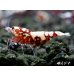 画像4: Red Galaxy Zebra（レッドギャラクシーゼブラ）　抱卵２個体の２ペア＝４匹セット (4)