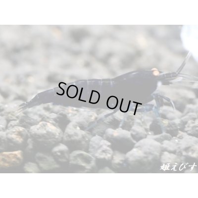 画像4: ブラックダイヤゴールドアイ　抱卵２個体の２ペア＝４匹　