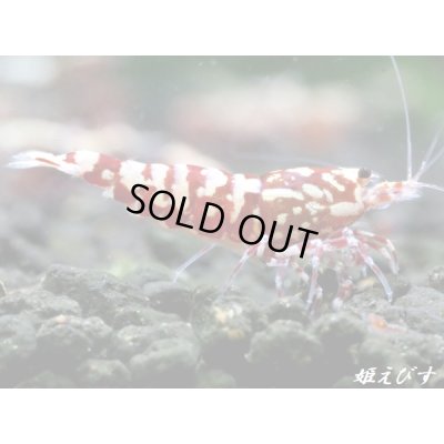 画像2: Red Galaxy Zebra（レッドギャラクシーゼブラ）　抱卵２個体の２ペア＝４匹セット
