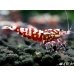 画像2: Red Galaxy Zebra（レッドギャラクシーゼブラ）　抱卵２個体の２ペア＝４匹セット (2)