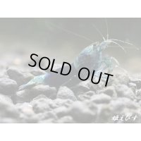 サムライブルー　ハイグレード抱卵♀