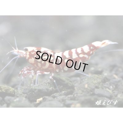 画像3: Red Galaxy Zebra（レッドギャラクシーゼブラ）　抱卵２個体の２ペア＝４匹セット