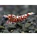 画像3: Red Galaxy Zebra（レッドギャラクシーゼブラ）　抱卵２個体の２ペア＝４匹セット (3)