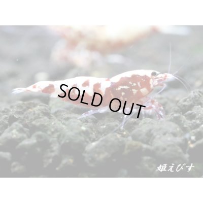 画像4: Red Galaxy Fishborn　２ペア＝４匹セット