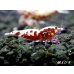 画像4: Red Galaxy Fishborn　２ペア＝４匹セット (4)
