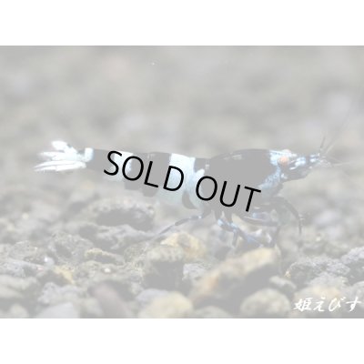 画像4: ＜ハッチアウト後につき値下げ！＞Black ECLIPSE Shrimp(ブラックエクリプス）　エントリーグレードペア＝２匹＜認証ステッカー付き＞