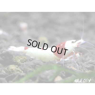 画像3: レッドビーシュリンプ【緋桜：Akezakura】　抱卵ペア＝２匹