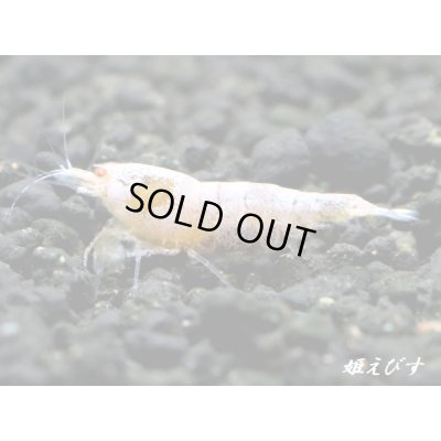 画像2: ECLIPSE Sunset(エクリプスサンセット）　抱卵ペア＝２匹