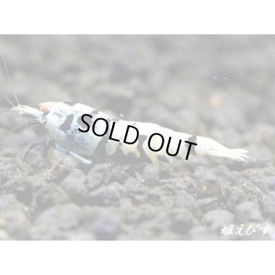 画像1: Black ECLIPSE Shrimp(ブラックエクリプス）　ハイグレード♀２匹　＜認証ステッカー付き！＞