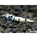 画像1: Black ECLIPSE Shrimp(ブラックエクリプス）　ハイグレード♀２匹　＜認証ステッカー付き！＞ (1)