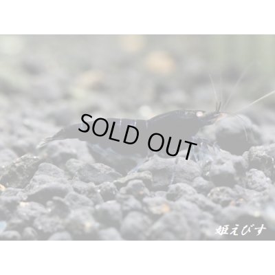 画像2: ブラックダイヤゴールドアイ　抱卵２個体の２ペア＝４匹　