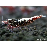 Red Galaxy Fishborn　２ペア＝４匹セット