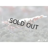 Red Galaxy Fishborn　２ペア＝４匹セット