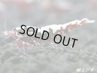 Red Galaxy Fishborn　２ペア＝４匹セット