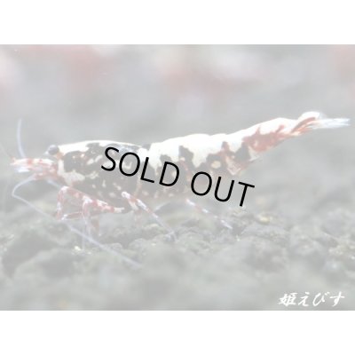 画像1: Red Galaxy Fishborn　２ペア＝４匹セット