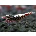 画像1: Red Galaxy Fishborn　２ペア＝４匹セット (1)