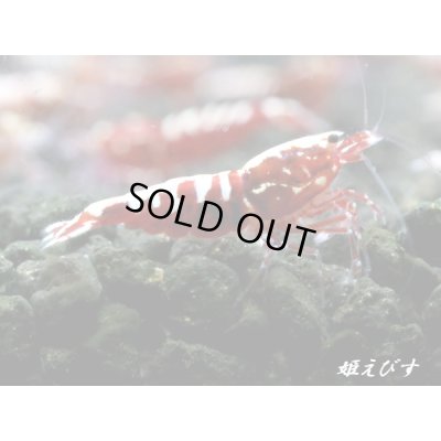 画像3: Red Galaxy Fishborn　２ペア＝４匹セット