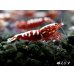 画像3: Red Galaxy Fishborn　２ペア＝４匹セット (3)