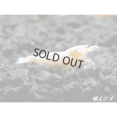 画像1: ECLIPSE Sunset(エクリプスサンセット）　抱卵ペア＝２匹