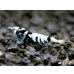 画像4: Black ECLIPSE Shrimp(ブラックエクリプス）　ハイグレード♀２匹　＜認証ステッカー付き！＞ (4)