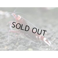 Red ECLIPSE Shrimp(レッドエクリプス）　エントリーグレード抱卵ペア＝２匹　