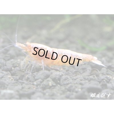 画像3: ECLIPSE Sunset(エクリプスサンセット）　抱卵ペア＝２匹