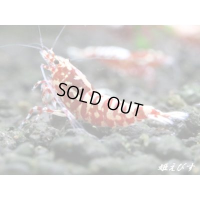 画像2: Red Galaxy Fishborn　２ペア＝４匹セット