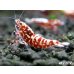 画像2: Red Galaxy Fishborn　２ペア＝４匹セット (2)