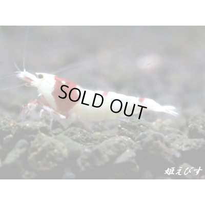 画像4: レッドビーシュリンプ【緋桜：Akezakura】　抱卵ペア＝２匹