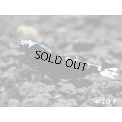 画像2: Black ECLIPSE-Rays（レイズ）　ペア＝２匹（強ライン個体）＜認証ステッカー付き＞