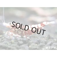 Red Galaxy Zebra（レッドギャラクシーゼブラ）　抱卵２個体の２ペア＝４匹セット