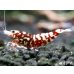 画像1: Red Galaxy Zebra（レッドギャラクシーゼブラ）　抱卵２個体の２ペア＝４匹セット (1)