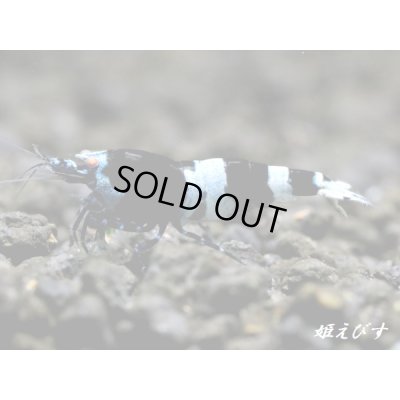 画像3: ＜ハッチアウト後につき値下げ！＞Black ECLIPSE Shrimp(ブラックエクリプス）　エントリーグレードペア＝２匹＜認証ステッカー付き＞