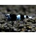画像3: Black ECLIPSE Shrimp(ブラックエクリプス）　エントリーグレード抱卵ペア＝２匹＜認証ステッカー付き＞ (3)