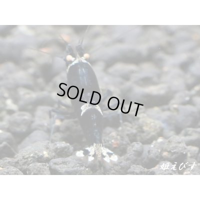 画像3: Black ECLIPSE-Rays（レイズ）　ペア＝２匹（強ライン個体）＜認証ステッカー付き＞