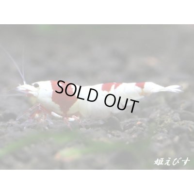 画像2: レッドビーシュリンプ【緋桜：Akezakura】　抱卵ペア＝２匹