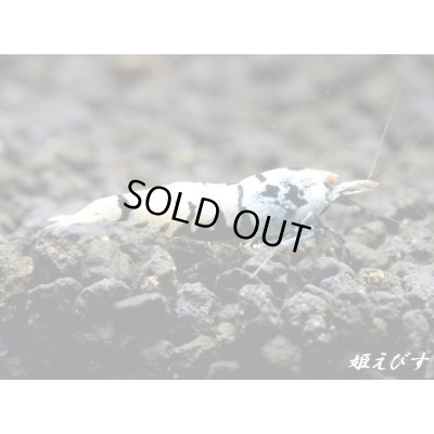 画像2: Black ECLIPSE Shrimp(ブラックエクリプス）　ハイグレード♀２匹　＜認証ステッカー付き！＞