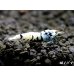 画像2: Black ECLIPSE Shrimp(ブラックエクリプス）　ハイグレード♀２匹　＜認証ステッカー付き！＞ (2)