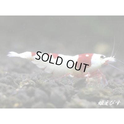 画像1: レッドビーシュリンプ【緋桜：Akezakura】　抱卵ペア＝２匹