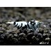 画像3: Black ECLIPSE Shrimp(ブラックエクリプス）　ハイグレード♀２匹　＜認証ステッカー付き！＞ (3)