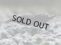 ブラックダイヤゴールドアイ　抱卵２個体の２ペア＝４匹　