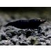 画像1: ブラックダイヤゴールドアイ　抱卵２個体の２ペア＝４匹　 (1)