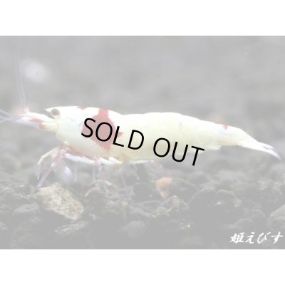 画像2: レッドビーシュリンプ【緋桜：Akezakura】　種親モスラペア＝２匹
