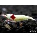 画像2: レッドビーシュリンプ【緋桜：Akezakura】　種親モスラペア＝２匹 (2)