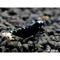 Black ECLIPSE-Rays（レイズ）　ペア＝２匹（強ライン個体）＜認証ステッカー付き＞